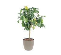 KENTIS - Pianta di Limone - Citrus Limon - Piante Vere da Frutto da Esterno - Piante di Agrumi da Balcone - H 70-80 cm Vaso Ø 20 cm