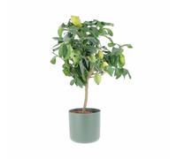 KENTIS - Pianta di Limone - Citrus Limon - Piante Vere da Frutto da Esterno - Piante di Agrumi da Balcone - H 70-80 cm Vaso Ø 20 cm