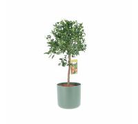 KENTIS - Pianta di Mandarino - Citrus Reticulata - Alberi da Frutto in Vaso da Esterno - Piante Vere - H 70-80 cm Ø 20 cm