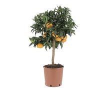 KENTIS - Pianta di Mandarino - Citrus Reticulata - Alberi da Frutto in Vaso da Esterno - Piante Vere - H 70-80 cm Ø 20 cm