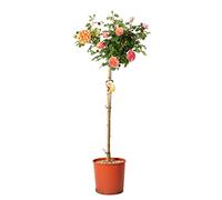 KENTIS - Pianta di Rosa ad Alberello Capri ® Tantau - Pianta di Rose Vere da Giardino - Piante Fiorite da Esterno - Vaso da Coltura 12 LT