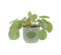 KENTIS - Pilea Peperomioides - Pianta delle Monete Cinesi - Da Interno - h 15-25 cm e Vaso Ø 12 cm