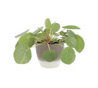 KENTIS - Pilea Peperomioides - Pianta delle Monete Cinesi - Da Interno - h 15-25 cm e Vaso Ø 12 cm