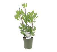 KENTIS - Protea 'White King' - Protea Pianta Fiorita - Piante Vere da Esterno da Giardino Resistenti - H 50-60 cm Vaso Ø 17 cm