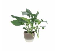 KENTIS - Rhaphidophora 'Dragon Tail' - Piante Vere da Appartamento - Pianta Tropicale Ornamentale da Interno - H 30-40 cm Vaso Ø 14 cm