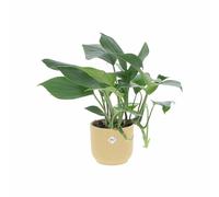 KENTIS - Rhaphidophora 'Dragon Tail' - Piante Vere da Appartamento - Pianta Tropicale Ornamentale da Interno - H 30-40 cm Vaso Ø 14 cm