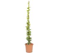 KENTIS - Rhyncospermum Jasminoides con Decorazione Vaso in Juta - Piante Rampicanti Vere da Esterno Sempreverdi - Pianta da Giardino Fiorita - H 220 cm Vaso Ø 22 cm