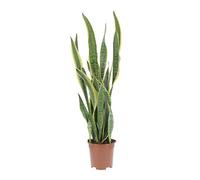 KENTIS - Sansevieria Trifasciata Laurentii - Piante da Interni Vera Purifica Aria - Pianta Grassa da Appartamento - H 45-55 cm Vaso 17 cm
