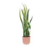 KENTIS - Sansevieria Trifasciata Laurentii - Piante da Interni Vera Purifica Aria - Pianta Grassa da Appartamento - H 45-55 cm Vaso 17 cm