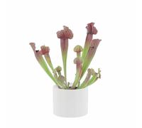 KENTIS - Sarracenia - Pianta Carnivora a Imbuto - Pianta Cattura Mosche - Piante Vere da Interno - H 15-25 cm Vaso in Terracotta Ø 12 cm