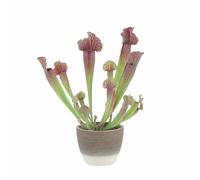 KENTIS - Sarracenia - Pianta Carnivora a Imbuto - Pianta Cattura Mosche - Piante Vere da Interno - H 15-25 cm Vaso in Terracotta Ø 12 cm