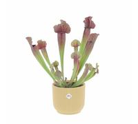 KENTIS - Sarracenia - Pianta Carnivora a Imbuto - Pianta Cattura Mosche - Piante Vere da Interno - H 15-25 cm Vaso in Terracotta Ø 12 cm