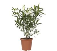 KENTIS - Set di Nerium Oleander Bianco - Oleandro - Piante Vere da Esterno Resistenti - H 40-50cm Vaso Ø 18 cm