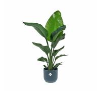 KENTIS - Strelitzia Nicolai - Uccello del Paradiso - Pianta Vera da Interno - H 75-90 cm Vaso Ø 19 cm