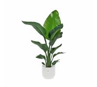 KENTIS - Strelitzia Nicolai - Uccello del Paradiso - Pianta Vera da Interno - H 75-90 cm Vaso Ø 19 cm