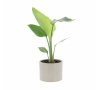 KENTIS - Strelitzia Nicolai - Uccello del Paradiso - Piante da Interni Vere - H 40-50 cm Vaso Ø 13 cm