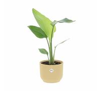 KENTIS - Strelitzia Nicolai - Uccello del Paradiso - Piante da Interni Vere - H 40-50 cm Vaso Ø 13 cm