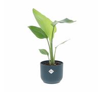 KENTIS - Strelitzia Nicolai - Uccello del Paradiso - Piante da Interni Vere - H 40-50 cm Vaso Ø 13 cm