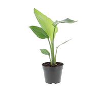 KENTIS - Strelitzia Nicolai - Uccello del Paradiso - Piante da Interni Vere - H 40-50 cm Vaso Ø 13cm