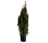 KENTIS - Tuia Aurea Conifera - Thuja Orientalis Pyramidalis Aurea - Piante Vere da Esterno Sempreverdi Resistenti - H 80-100 cm Vaso Ø 24 cm