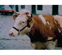 Kerbl Cavezza da presentazione in plastica cinghia piatta in perlon