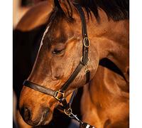 Halter in pelle di cocco Kerbl eco Noir Cob