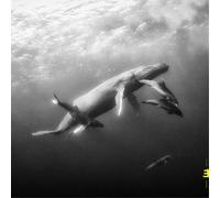 Hays Kevin & Loueke Lionel - Hope