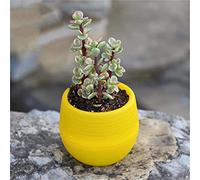 KFGISD, Mini vaso di fiori in resina e plastica, piccolo vaso da fiori for giardino, casa, ufficio, decorazione, mini vaso rotondo in plastica for amanti, famiglia, amici, colleghi,Vasi da fiori(C)