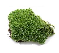 KFXYSM Erba Sintetica per Esterno,Prato Finto Natural Wild Moss Mat Live CONSERVATO Moschi secchi Musses Turf per Micro Landscaping Terrarium Plant Pot Decorazione Giardino