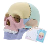 KHBUAB Modello di Teschio Umano Smontabile Ossa Separate, Strumento per Esercitazioni di Anatomia e Uso Didattico in Ambito Scolastico