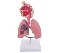 KHBUAB Modello Polmonare per Insegnamento in Pvc, Artigianato Dettagliato e Realistico, per Lezioni di Anatomia e Fisiologia Scolastica
