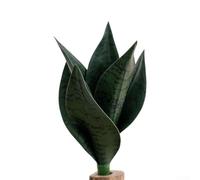 KHIronHive Pianta di serpente artificiale, 25 cm, realistica in morbido PVC, per decorazione di casa e ufficio, a bassa manutenzione, per soggiorno, camera da letto, bagno (verde scuro)