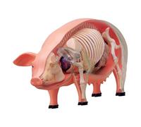 KiBcsLic Giocattolo Didattico per L'apprendimento della Biologia con Modello di Dissezione del Maiale 4D per Ragazzi E Ragazze