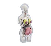 KiBcsLic Kit di Modelli Anatomici per L'apprendimento Scientifico E L'uso in Classe