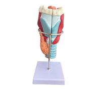 KiBcsLic Modello Anatomico Della Laringe Umana, Sussidio Didattico per La Ricerca in Classe