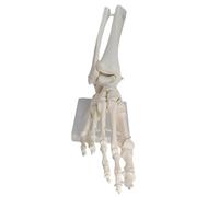 KiBcsLic Modello Anatomico Piede Scheletro Umano Flessibile Articolato Dettagli Realistici PVC Resistente Adatto per Studio Educativo Clinica Aula 30.5cmx11cmx