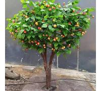 KIBONCY Faux Citrus Tree Potted Fake Fruit Plant, Lifelike Artificial Fruit Tree Simulation Fruit Tree, for Home Garden Housewarming(3.5M)