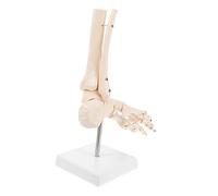 KICHOUSE 1 PC Modello Di Osso Del Piede Modello Di Scheletro Umano Anatomia Anatomica Modello Di Articolazione Della Caviglia Modello Di Articolazione Del Piede Pvc
