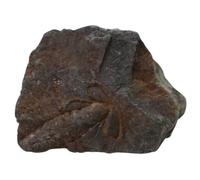 KICHOUSE 1 Pezzo Di Decorazioni Di Trilobiti Ornamento Di Trilobiti Strumento Didattico Esemplare Di Ornamento Da Tavolo Giocattolo Educativo Modello Di Simulazione Per Studenti