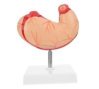 KICHOUSE 1 Pz Modello Anatomico Di Stomaco Realistico Modello Anatomico Della Colonna Vertebrale Modello Anatomico Di Stomaco Scolastico Modello Anatomico Di Scheletro Modello Di Stomaco