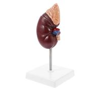 KICHOUSE 1 Pz Modello Di Organo Renale Modello Di Organo Renale Umano Prop Modello Di Rene Umano Modello Di Rene Per Insegnare L'Anatomia Umana Modello Del Corpo Umano Modello Di