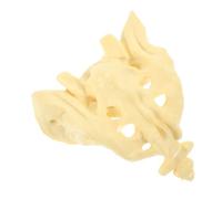 KICHOUSE 1 Pz Modello Di Osso Sacro Artificiale Modello Di Anatomia Del Sacro Umano Corpo Umano Modello Di Scheletro Umano Scheletri Modello Di Osso Sacro Umano Modello Anatomico Del Sacro