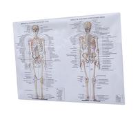 KICHOUSE 1 Pz Poster Di Anatomia Umana Laminato Anatomico Diagramma Muscolo Scheletrico Poster Di Anatomia Dello Scheletro Fisiologia Modello Torso Uomo Panno Di Seta