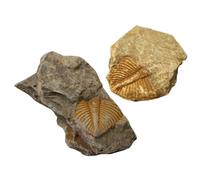 KICHOUSE 2 Pezzi Di Decorazione Di Animali Marini Giocattoli Da Tavolo Trilobiti Giocattoli Per Giocattolo Educativo Modello Di Simulazione Strumento Didattico Modello Di Esempio