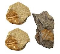 KICHOUSE 3 Pezzi esemplare fossile e proprio trilobito trilobato decorazione trilobita collezione di rocce oggetti di scena per l'insegnamento puntelli trilobiti