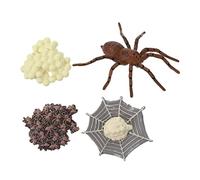 KICHOUSE Di Evoluzione Animale Ciclo Di Vita Del Ragno Modelli Di Visualizzazione Giocattoli Per Bambini E Bambine Scienza Educativa Prescolare