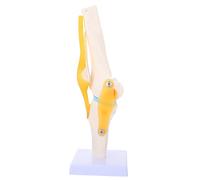 KICHOUSE Modello Anatomico Del Ginocchio Modello 3D Del Ginocchio Modello 3D Dell'Anatomia Del Ginocchio Modello Osseo Del Ginocchio Simulazione Della Vita Modello
