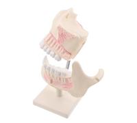 KICHOUSE Modello Denti per Principianti Realistico e Resistente per Dimostrazioni Didattiche Compatto e Portatile per Studenti e Tecnici