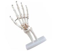KICHOUSE Modello Didattico Per Medico Modello Articolare Della Mano Umana Modello Di Scheletro Della Mano Con Articolazioni Modello Di Scheletro Della Mano Modello Scientifico
