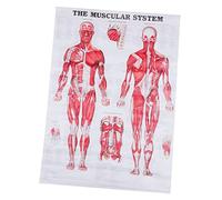 KICHOUSE Poster Muscolare per Educazione Disegno e Facile da Leggere per Comprendere Corpo Strumento Didattico per Scuole e Appassionati